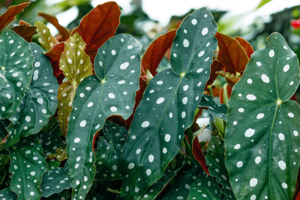begonia maculata i jej plamki na liściach