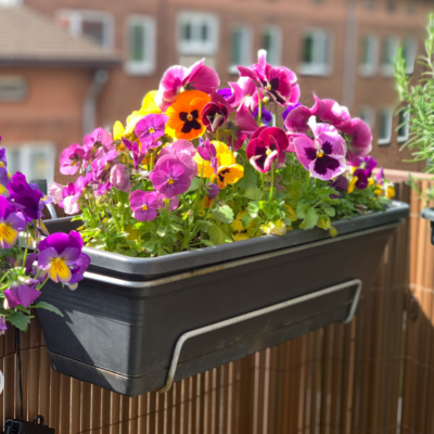 kwiaty doniczkowe kwitnące