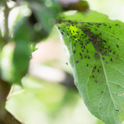 domowe sposoby na mszyce na kwiatach balkonowych