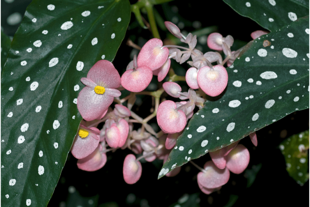 Begonia koralowa piękne różowe kwiaty