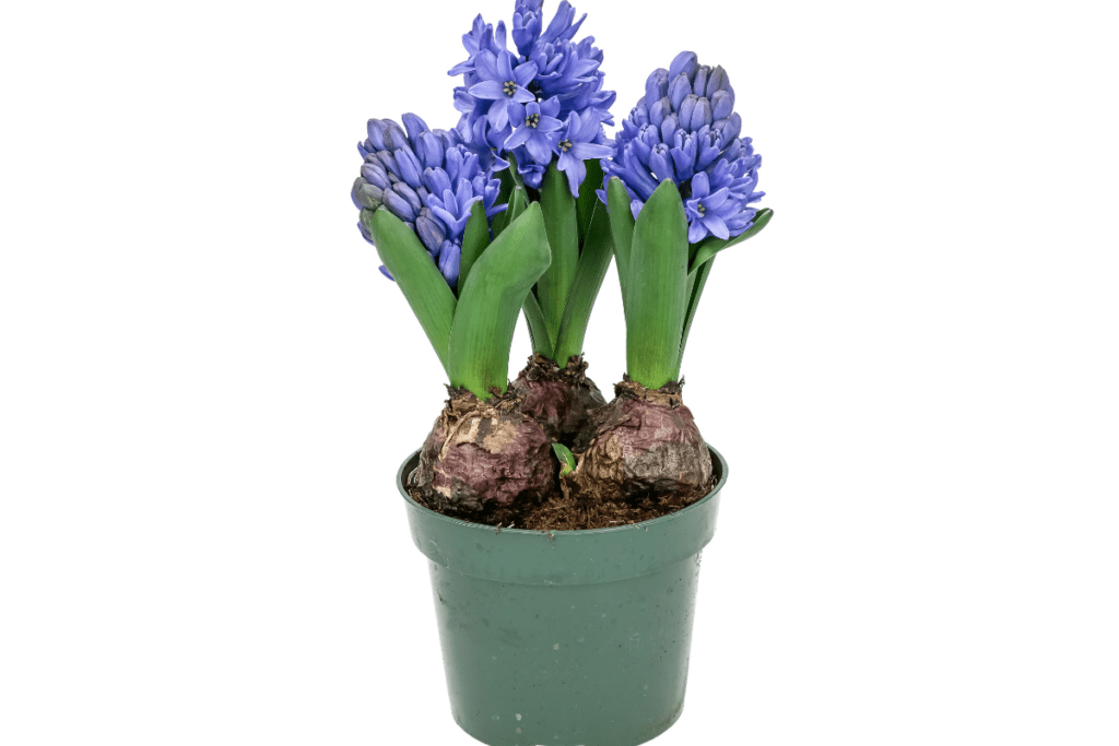 Niebieskie kwiaty - Hiacynt