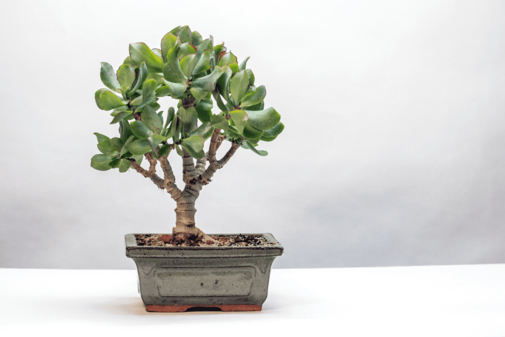 drzewko bonsai - jaki gatunek?