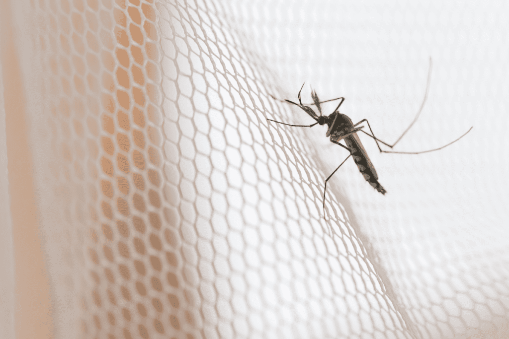 Co przyciąga komary?
