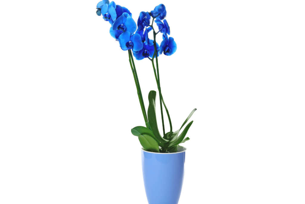 Niebieskie kwiaty - Orchidea
