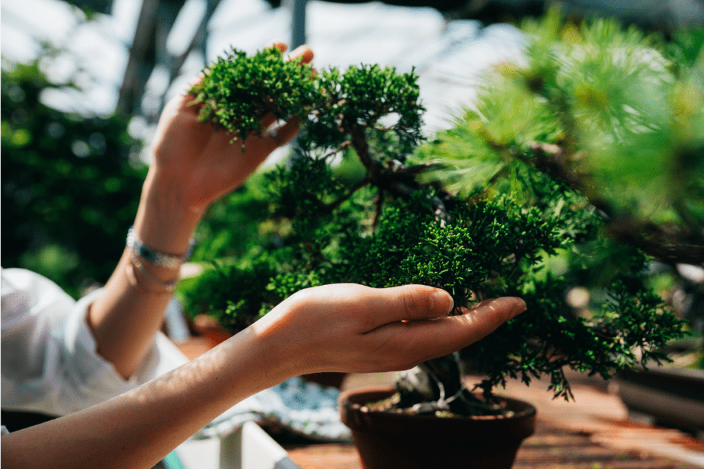 Stanowisko i temperatura dla bonsai