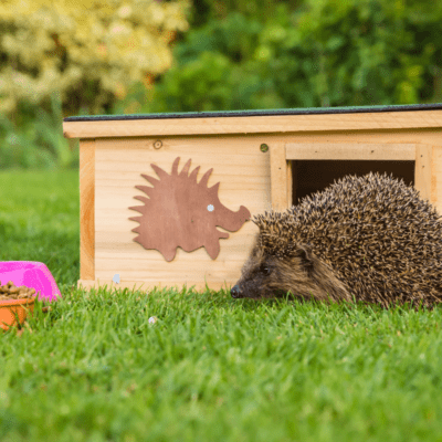 domek dla jeża sposób na samodzielne zbudowanie