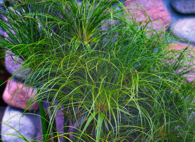 papirus