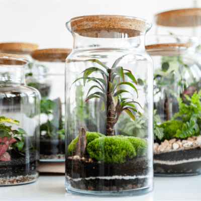 rośliny w szkle jak hodować