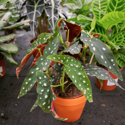 Begonia Maculata czy uprawa jest skomplikowana