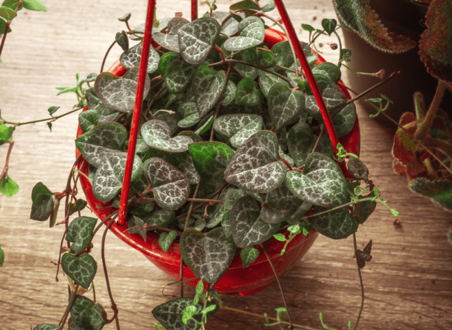 ceropegia woodii