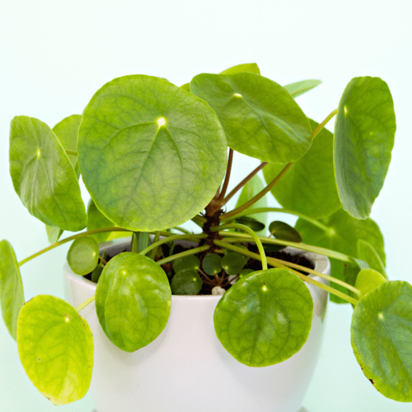 pilea