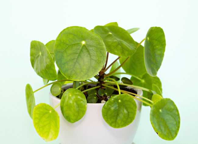 pilea
