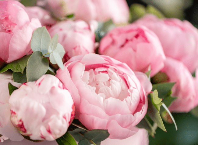 peonia