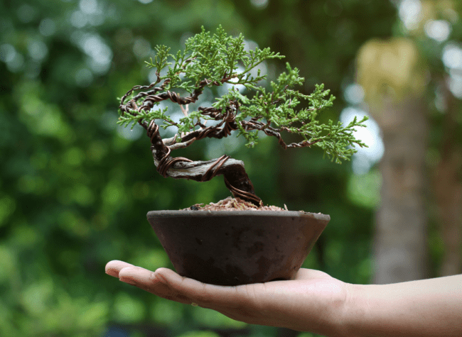 drzewko bonsai