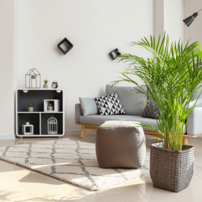 Palmy doniczkowe jak uprawiać tę roślinę