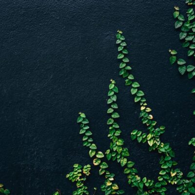 bluszcz ciemna ściana