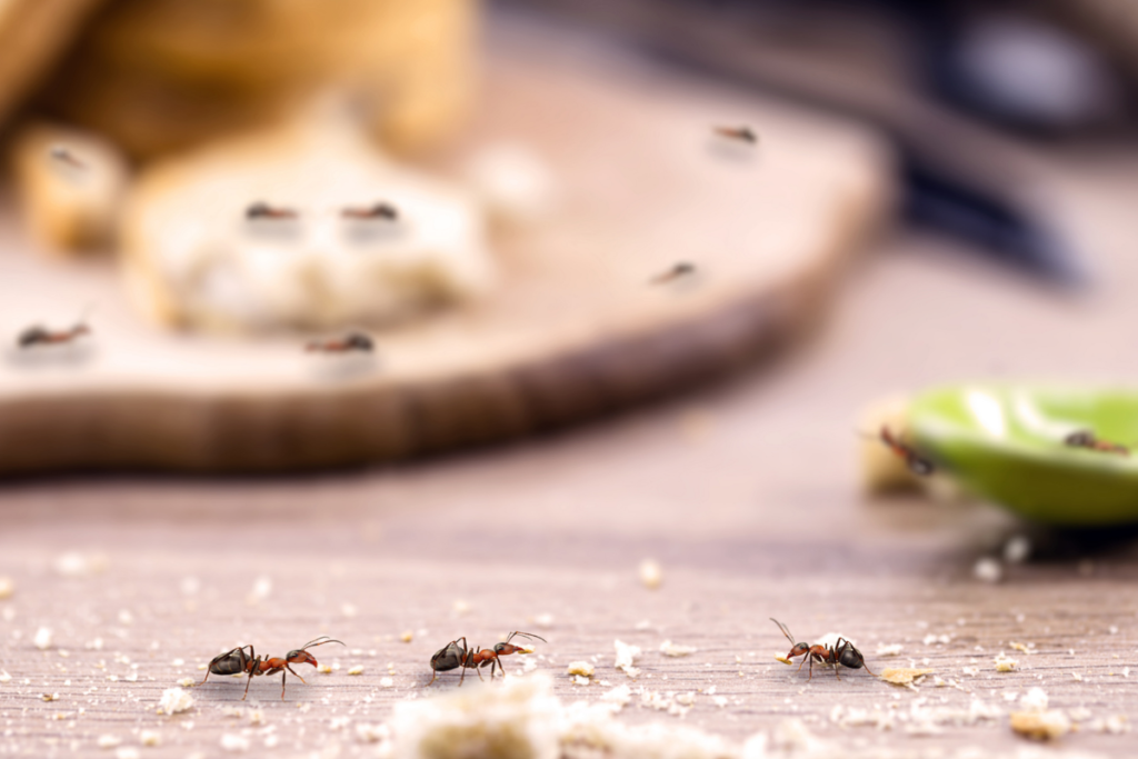 Nieproszeni intruzi jak poradzić sobie z mrówkami