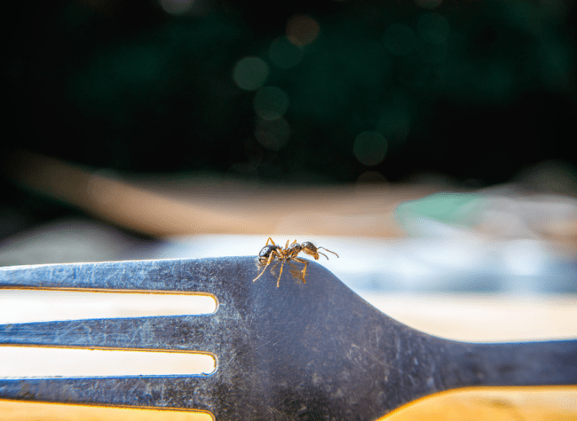 mrówki w domu co robić gdy się pojawiają