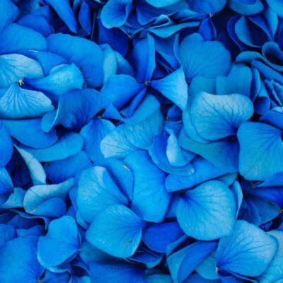 niebieskie płatki kwiatów