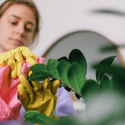 Jak pielęgnować zamiokulkas