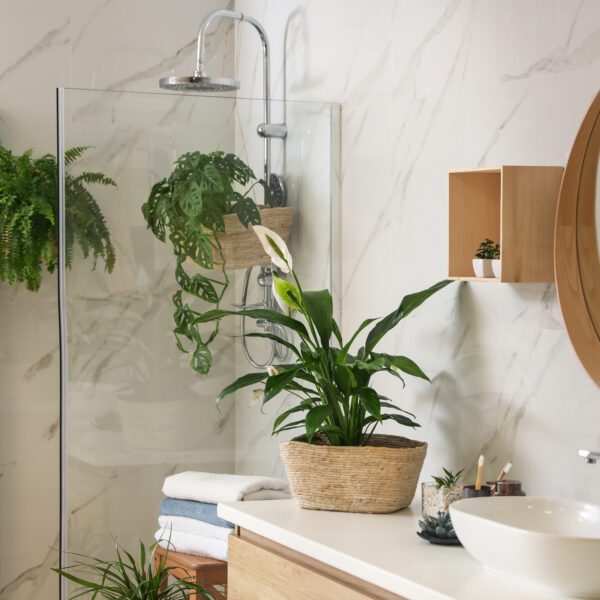 jakie kwiaty do łazienki