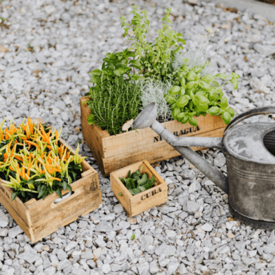 Świeże zioła na balkonie