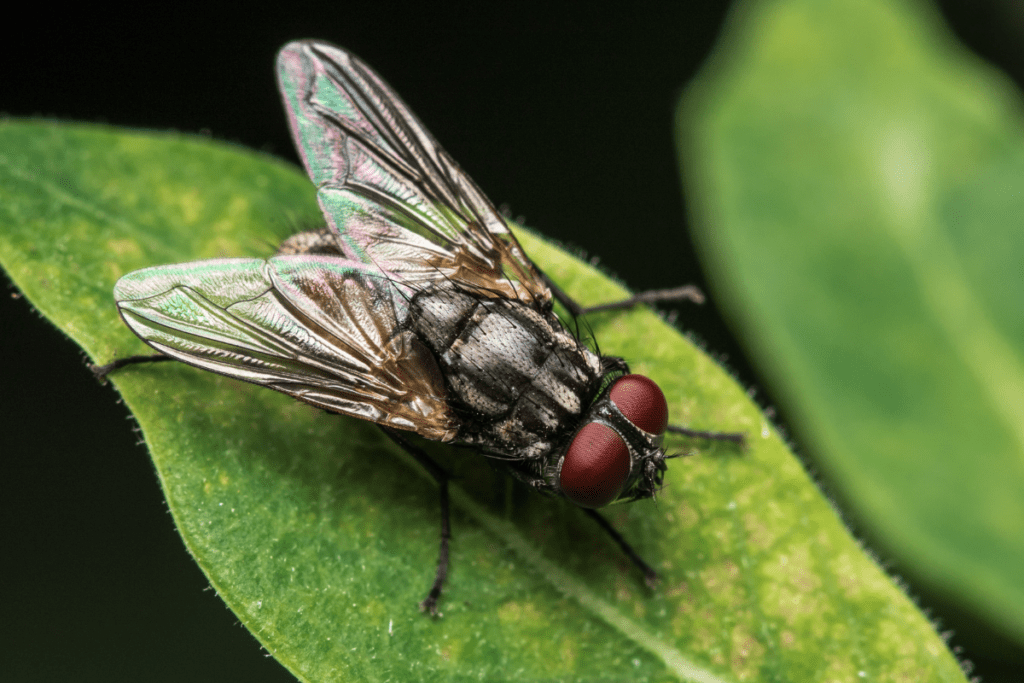 domowe sposoby na muchy