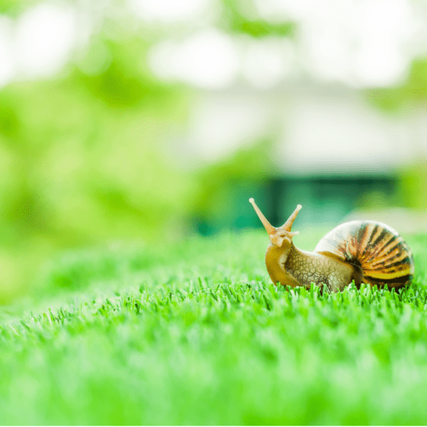 Ślimaki w ogrodzie