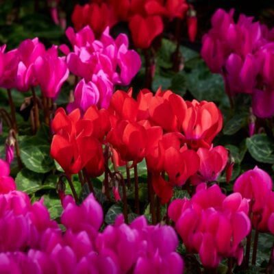 Cyklamen obraz główny