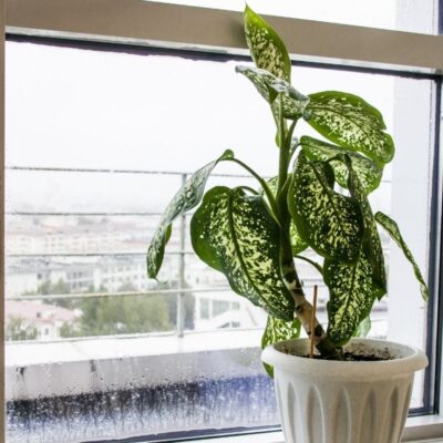 Difenbachia obraz główny