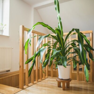 Dracena wonna obraz główny