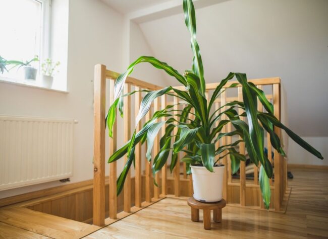 Dracena wonna obraz główny