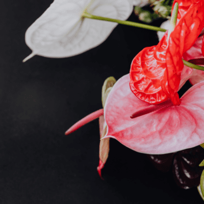anturium