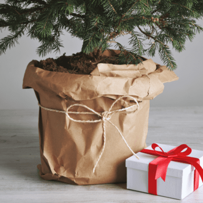 choinka w doniczce z prezentem