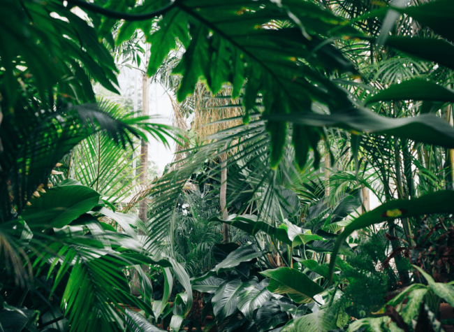 urban jungle - rośliny