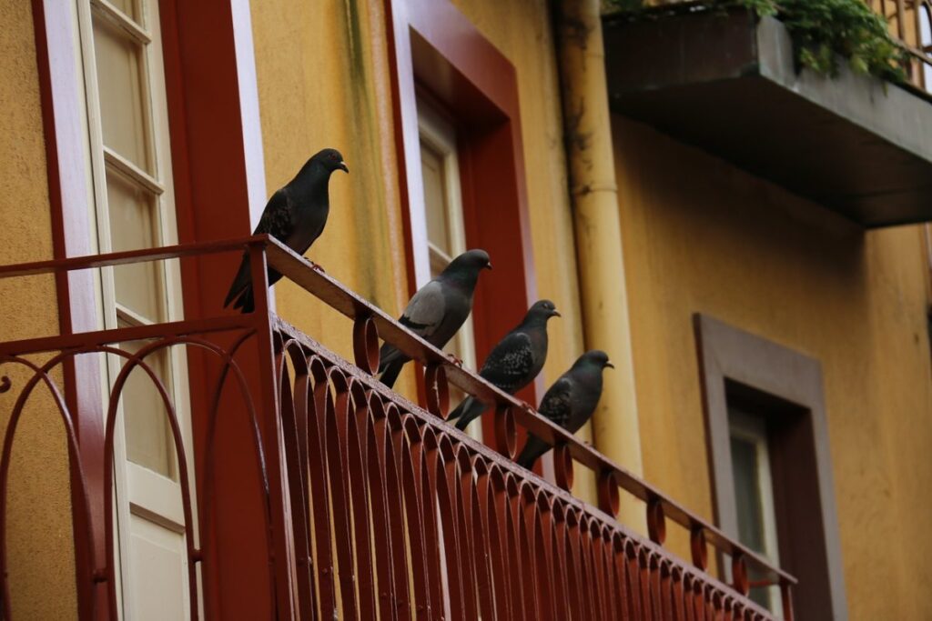 gołębie na balkonie