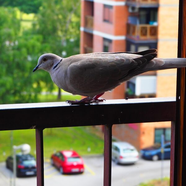 Jak pozbyć się gołębi z balkonu