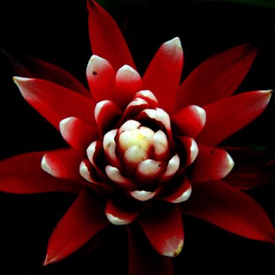 guzmania kwiat biały i czerwony