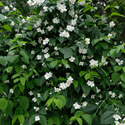 jaśminowiec wonny_krzew