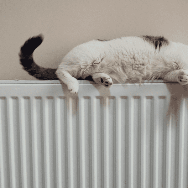 malowanie kaloryfera, kot