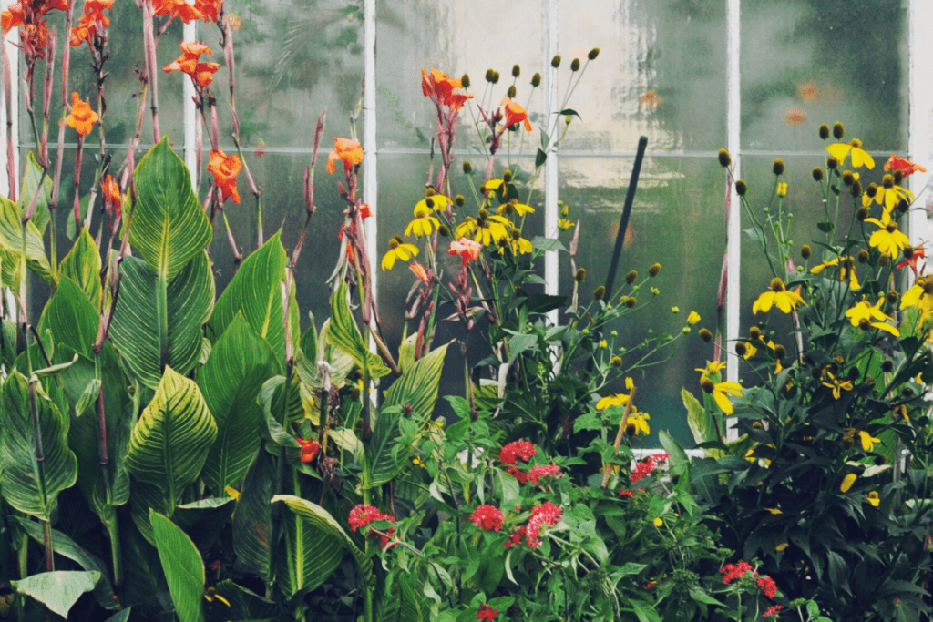 jak ozdobic okno bez firanki - kwiaty na pustym oknie