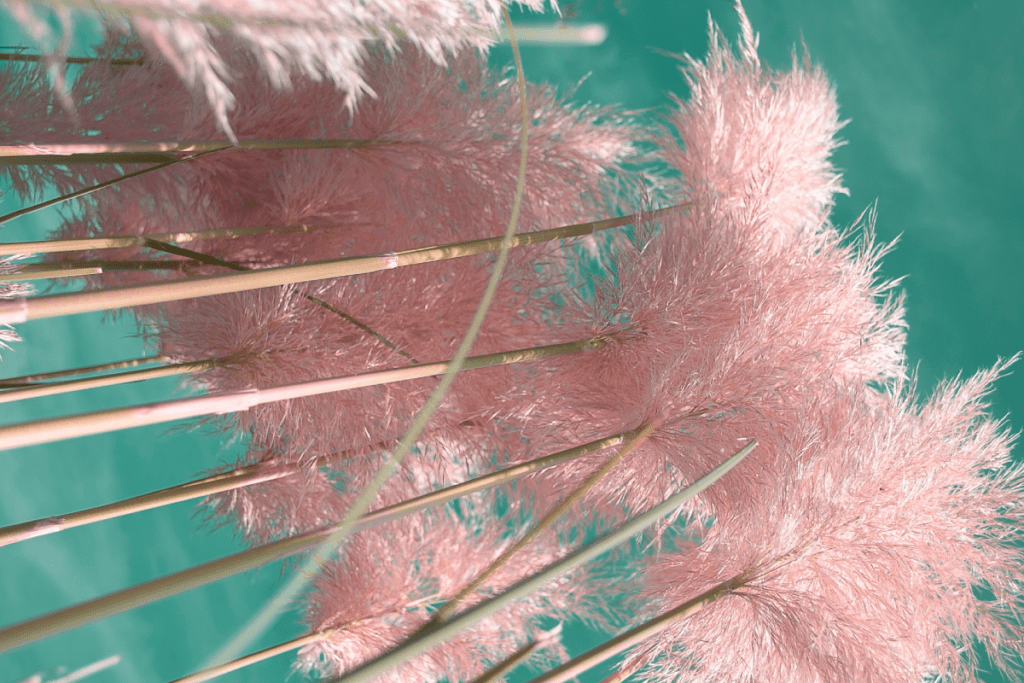 Trawa pampasowa - różowa