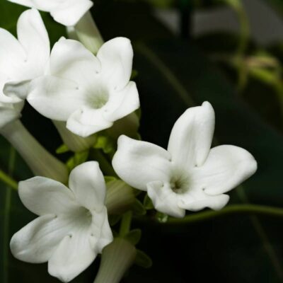 stefanotis_jak uprawiać i pielęgnować