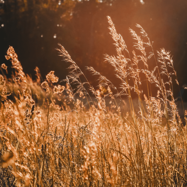 wysokie trawy ozdobne