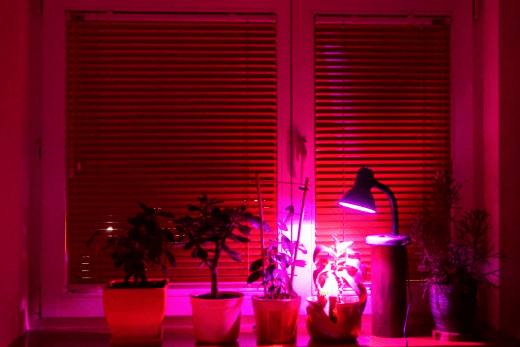 Świecenie lampą na rośliny zimą