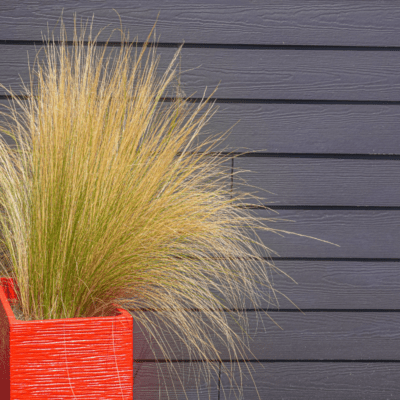 Trawy ozdobne w donicach