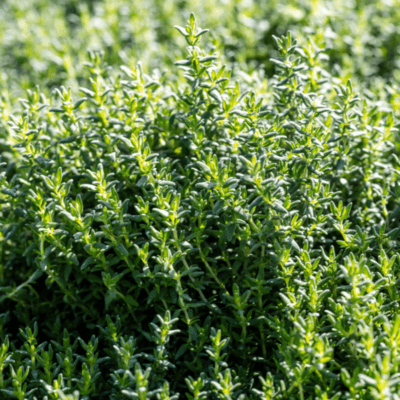 macierzanka tymianek