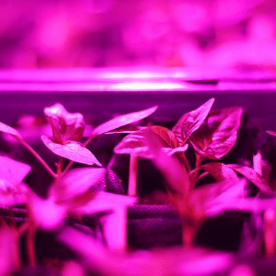 Doświetlanie roślin