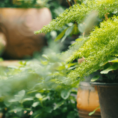 rośliny antysmogowe