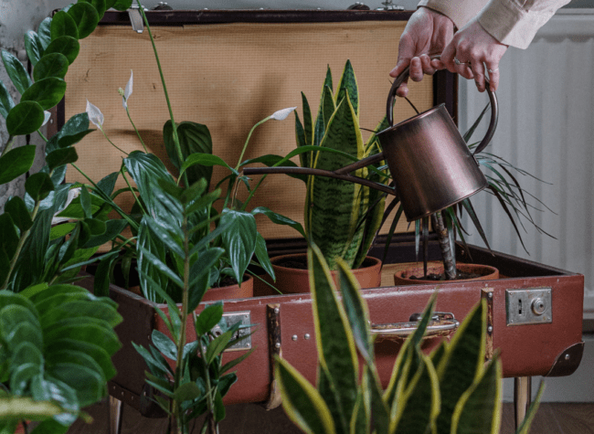 kwietnik diy - walizka, rośliny, konewka